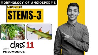 Morphology of Angiosperms Stem Part 3  Lecture 5  Class 11  Easy Explanation with Mnemonics [upl. by Katuscha]