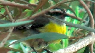 â‘¡ Bananaquit Coereba flaveola Platanero Mielero Zuckervogel [upl. by Seiber]