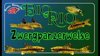 Zwergpanzerwelse im BioRioAquarium [upl. by Adnahsar]