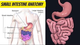 Small intestine Anatomy  Simplest Explanation [upl. by Peyton]