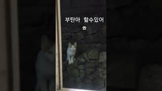 부탄아 이번은 먹었지 고양이 cat [upl. by Bonita]