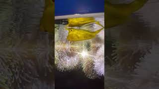 Yellow fish fish aquarium shorts youtubeshorts viralshorts [upl. by Fink866]