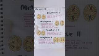 meiosis 2 by medical 20 meiosis [upl. by Misty]