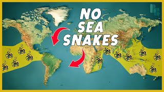 How Water Keeps Sea Snakes Out of the Atlantic [upl. by Camala]