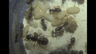 Lasius fuliginosus 1 explication dune super parasite [upl. by Anavlis885]