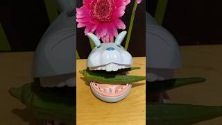 Okra for Bunny satisfying trendingviralshort asmr [upl. by Corbin667]