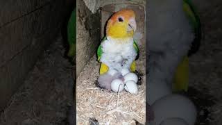 Caïque tête orange caiqueparrot 2024 foryou parrot cute [upl. by Ayal]