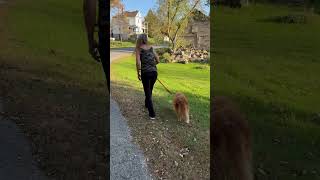 Well…Summer in Lanark’s Fall lanark perthontario ottawavalley novascotiaducktollingretriever [upl. by Lehman]