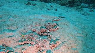 Oscillated snake eel hunting for octopus eggs Scuba Diving in Mauritius [upl. by Suzy]