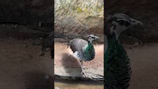 Aren’t the peacocks beautiful  Boat Ride at Water World Aquarium  Kelaniya Sri Lanka shorts [upl. by Parnas992]