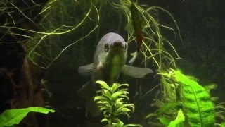 Snakeskin Gourami My Gentle Giant [upl. by Raynata]