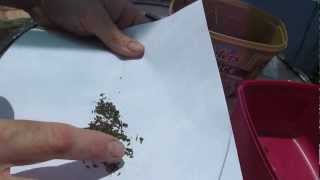 How to save Lettuce Lactuca sativa seed [upl. by Bordy822]