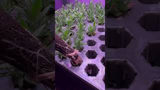 Can You Grow Lavender from Seed in Hydroponics YES you can [upl. by Gemina723]