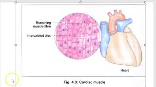 Anatomy 402 Cardiac Muscle Microscopy InterCalated Disc Branching MCQ Solved Question Paper [upl. by Emia]