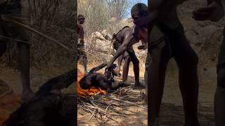 Cooking a giant baboonfoodbaboonAfricahadzabetribe [upl. by Inahpets]