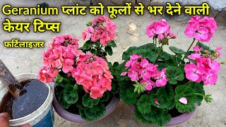 how to grow n care geranium flower plant at home  geranium plant fertilizer  geranium plant care [upl. by Steffen686]