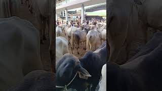 Livestock auction market viralvideo farmanimals animalfarming cowfarm cattlefarming animals [upl. by Yerac]