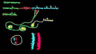 Cromosomas cromátidas cromatina etc  División celular  Biología  Khan Academy en Español [upl. by Jerrol829]