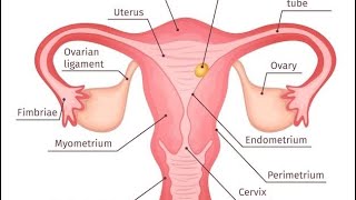 female reproductive system best explained boards 10 th [upl. by Mcloughlin673]