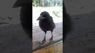 Black Currawong [upl. by Eigger]