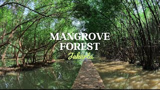 Exploring a Mangrove Forest with a Giant Monitor Lizard Encounter 🌿🐊 [upl. by Aruabea655]