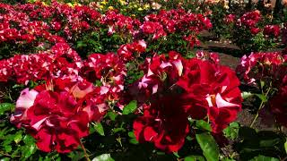 Flower Animation 🌹🌹🌸🌸Beautiful flowers beautifulrose viralvideo flowers [upl. by Lynde]