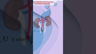 Excretory System nclex nursing medico neet norcet pharmacy labtechnician education learning [upl. by Pattison657]