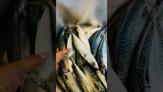 MACKEREL FISHING NY HELLESUND SØGNE [upl. by Notlimah443]