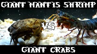 Giant Smashing Mantis Shrimp VS Giant Crabs [upl. by Herwick]