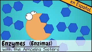 Enzimas [upl. by Bradleigh]