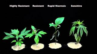 Glyphosate SOA 9 Sensitive vs Resistant Giant Ragweed 1 [upl. by Einaffit783]