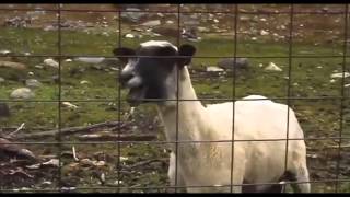 Heavy Metal Screaming Goat Remix Compilation [upl. by Julius]