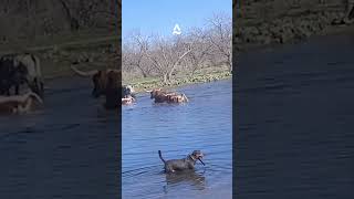 Cowdog Charlie Moving Cattle Through a Marsh ￼ [upl. by Ykcul222]