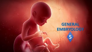 General embryology Part05 Prof Ashfaqur Rahman [upl. by Ainotna]