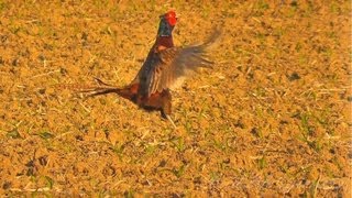 Bažant obecný Phasianus colchicusFasanCommon Pheasant [upl. by Jori]