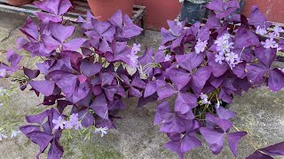 Update of my oxalis triangularis plant [upl. by Ragland]