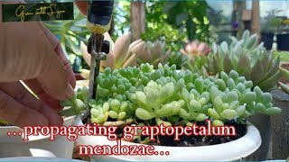 Stem Cutting Propagating Graptopetalum Mendozae [upl. by Walden]