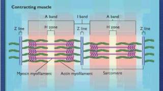 Sarcomere Contraction  Process Of Muscle Contraction With Myosin amp Actin [upl. by Broder]