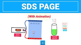 SDS PAGE  Gel Electrophoresis with animation [upl. by Obelia272]