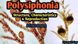 Polysiphonia  Structure Characteristics amp Reproduction  BSMSBotany  Urdu amp Hindi [upl. by Suedama194]