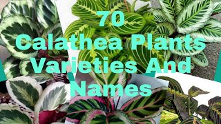 70 Calathea Plants Varieties And Names [upl. by Yousuf]