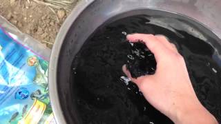 HOW TO wash Caribsea Black Tahitan Moon Sand [upl. by Kingston]