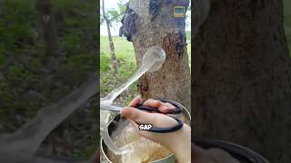 The Chinese turn tree sap into soup xueyan shorts lumifarm [upl. by Abehsile]