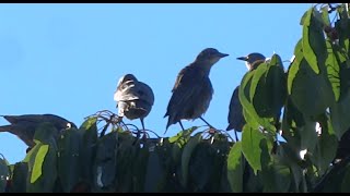 Starling Bird Compilation [upl. by Posner]