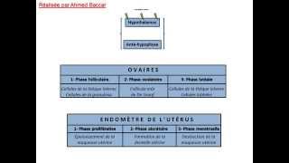 Régulation du cycle sexuel chez la femme [upl. by Lexi]