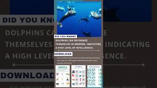 shorts activitybooks didyouknow Dolphins creativekids [upl. by Germann701]