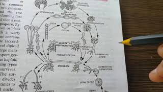 Oomycetes Zygomycetes and Deutromycetes [upl. by Notsle]