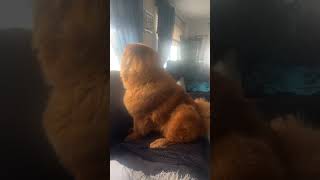 When you have a nosey neighbour lol chowchow dogchow dog cute [upl. by Darlleen]