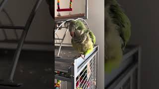 Stanley Say Bacon Pancakes Please cute bird parrot funny pets trending [upl. by Elesig]