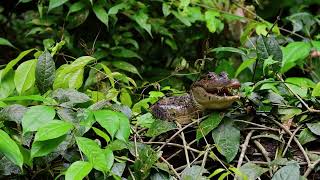 Explore Costa Rica [upl. by Eentruoc]